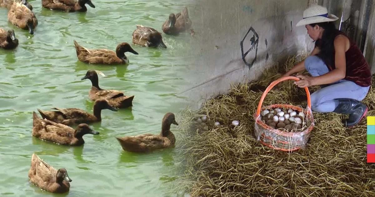 เสริมอาชีพ ! ยางราคาตกชาวสะเดาหันเลี้ยงเป็ดไข่ สร้างรายได้วันละกว่า 1,000 บาท