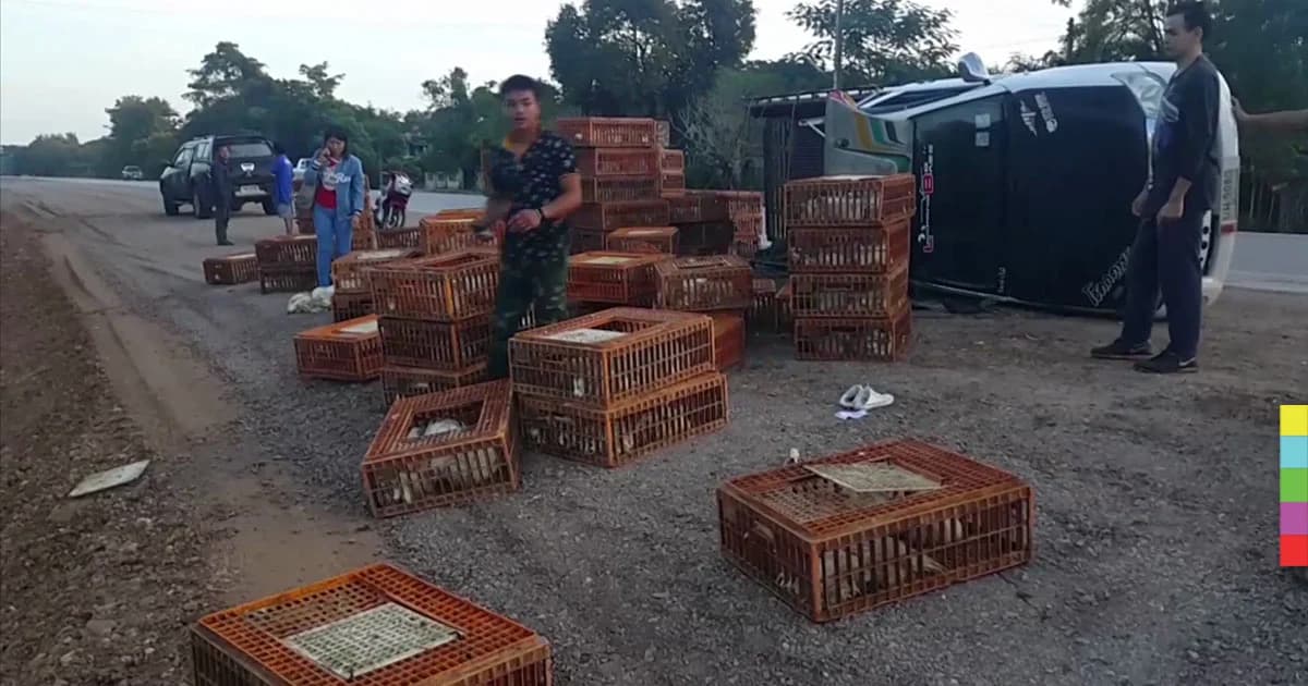 ล้อขาด ! กระบะเสียหลักพลิกคว่ำ ซากไก่เกลื่อนถนน