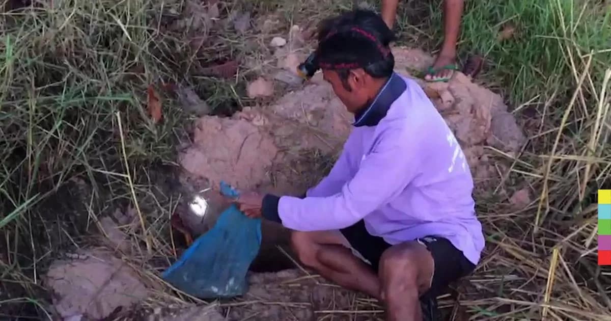 “หลุมดินดักเขียด” วิถีชาวนา ภูมิปัญญาคนอีสาน ได้ผลเกินคาด