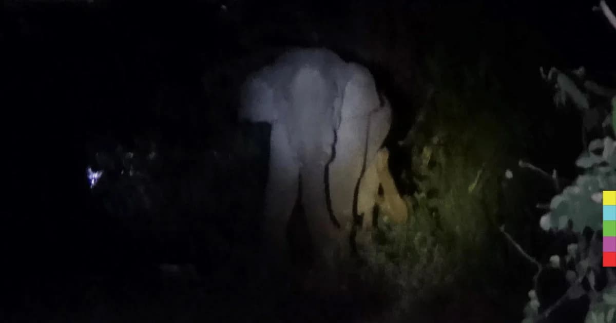 จนท.ผลักดันช้างป่ากลับขึ้นเขา หลังบุกกินผลไม้ชาวบ้านเสียหาย