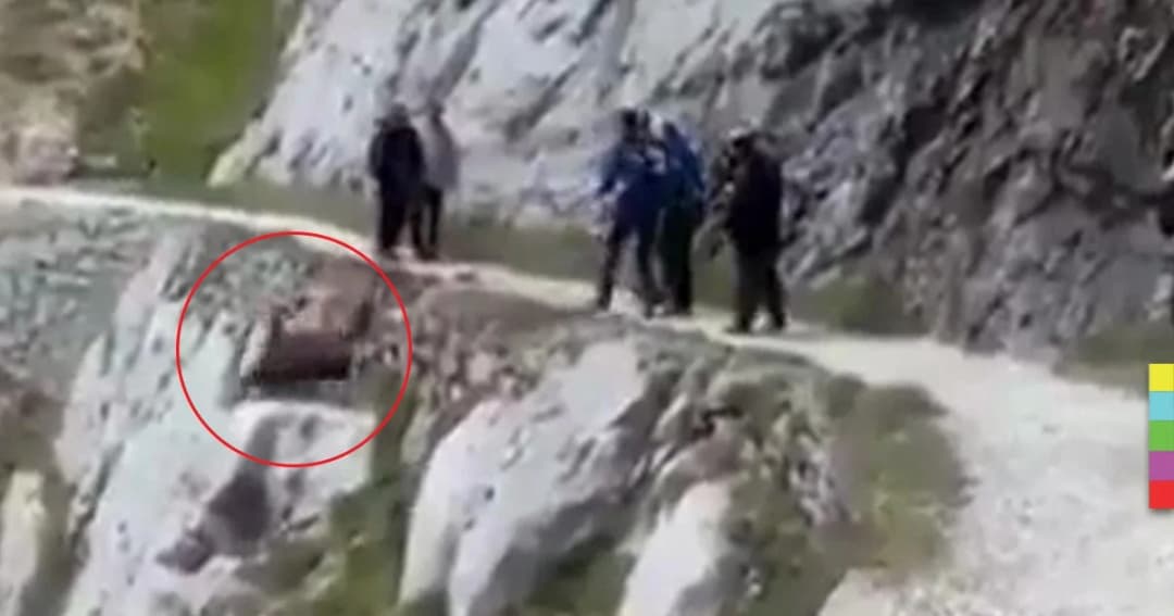 ไล่ล่าแก๊งไต่เขารุมไล่ต้อนหมูป่าตกหน้าผาตายในสเปน