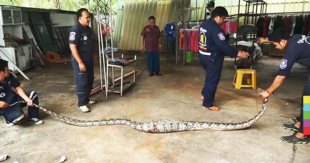 กู้ภัยฯ จับ ‘งูเหลือมท้องป่อง’ หลังเขมือบ ‘ตัวเงินตัวทอง’ เข้าไปทั้งตัว