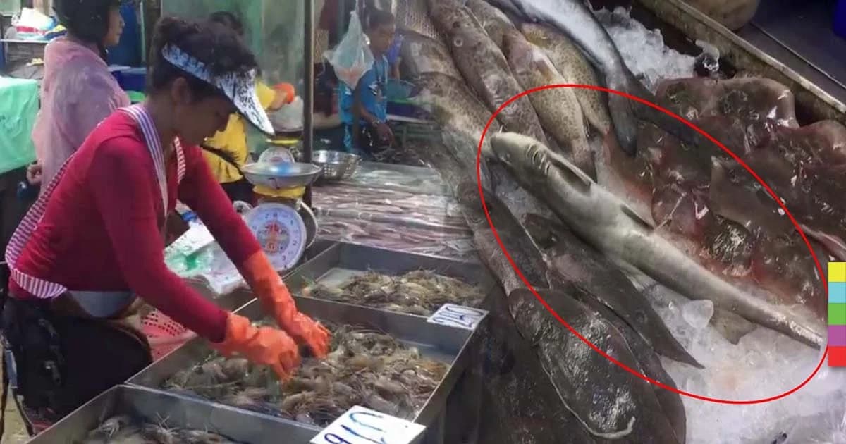 ตรวจตลาดพัทยาพบขาย “ฉลามหิน” หรือ “ฉลามทราย” วางโชว์หน้าร้าน