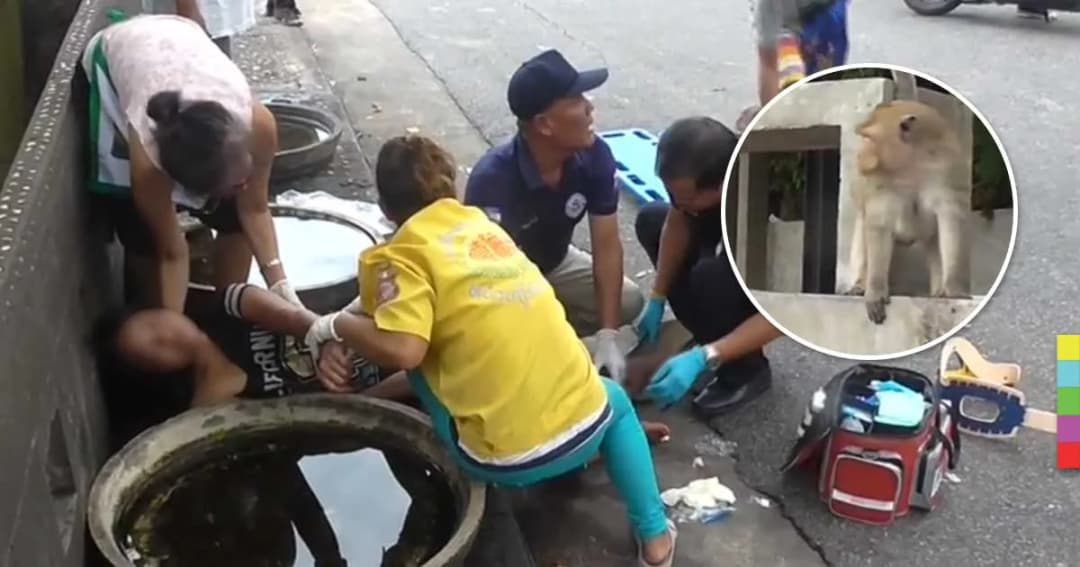 นักท่องเที่ยวถูกลิงเขาสามมุกรุมกัด เหตุจะเข้าไปแย่งลูกลิง