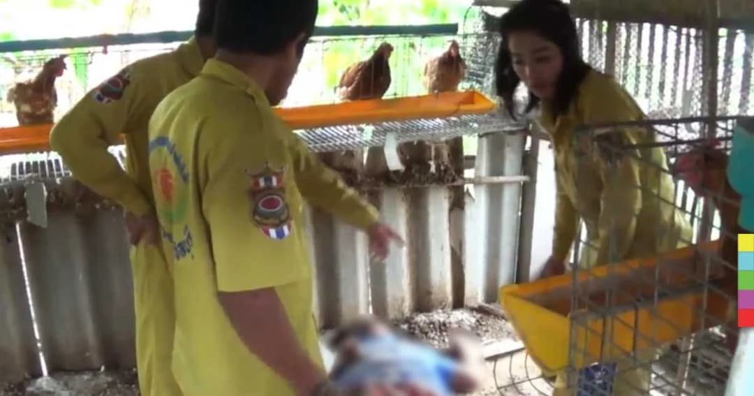 คุณตาวัย 72 หน้ามืดล้มกระแทกของแข็ง เสียชีวิตในเล้าไก่