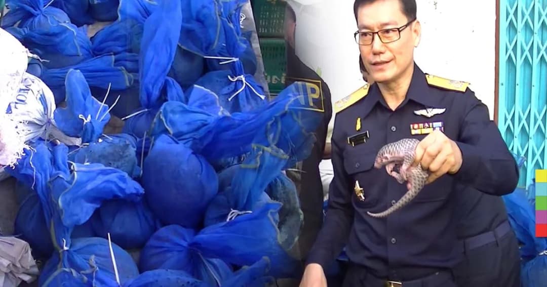 ศุลกากรแม่สอดยึดตัวนิ่มเกือบ 100 ตัว ขนข้ามชายแดนเข้าไทย