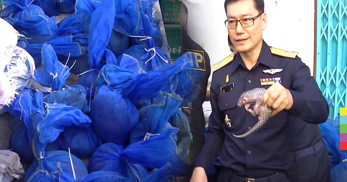 ศุลกากรแม่สอดยึดตัวนิ่มเกือบ 100 ตัว ขนข้ามชายแดนเข้าไทย