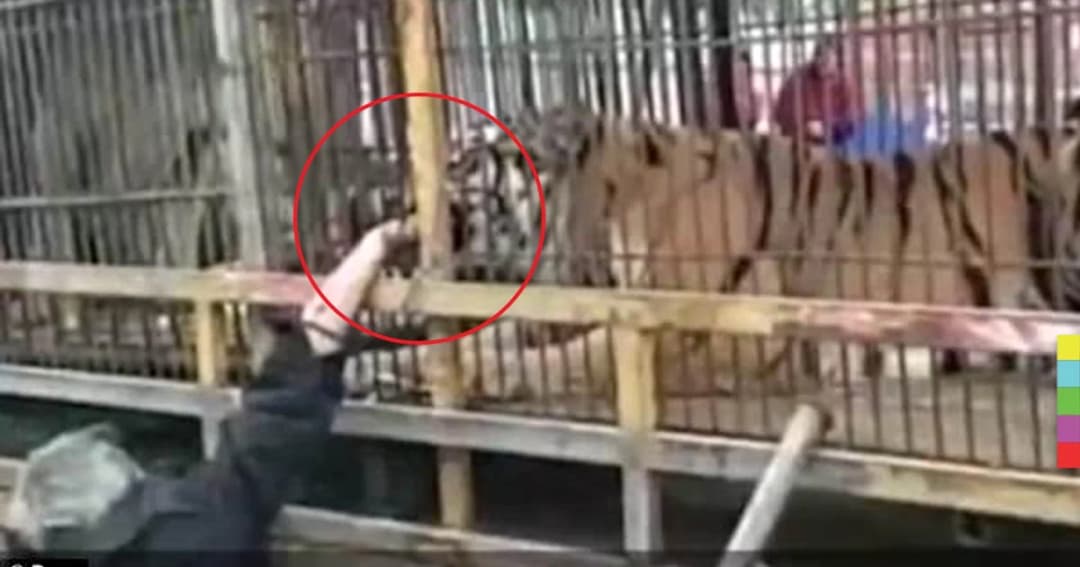 หวิดมือขาด ! ชายชราถูกเสือขย้ำไม่ปล่อย ขณะพยายามให้อาหาร