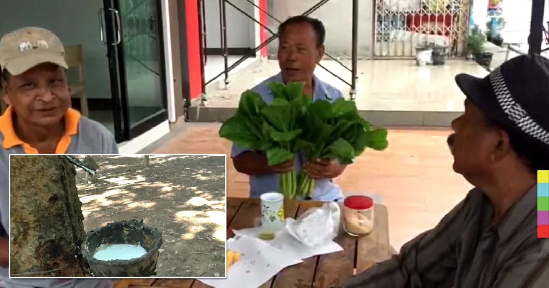 ชาวสวนยางโอด ! ราคายางตก ฝนกระหน่ำซ้ำ ทำขาดรายได้