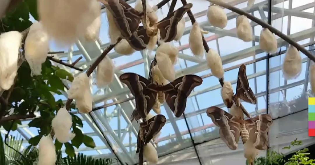 ตื่นตา ! ชมฝูงผีเสื้อกลางคืน อุทยานฯ ราชพฤกษ์ จ.เชียงใหม่