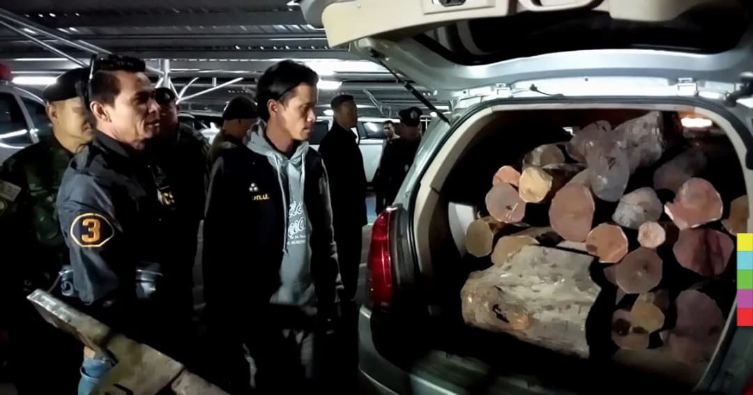 สกัดจับรถหรู ลักลอบขนไม้พะยูง มูลค่ากว่า 3 ล้านบาท