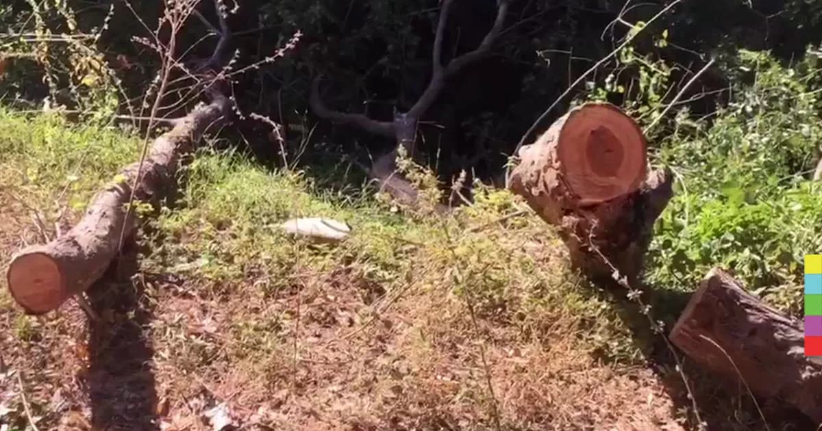 คนร้ายบุกตัดไม้พะยูง อายุกว่า 100 ปี มูลค่าหลายล้านบาท !