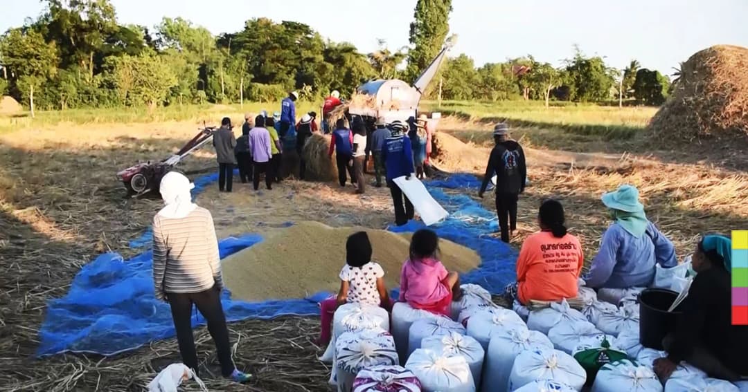 ราคาข้าวตกต่ำ ชาวนากาฬสินธ์ุหลายราย ต้องประกาศขายที่นา วอนรัฐช่วยเหลือ