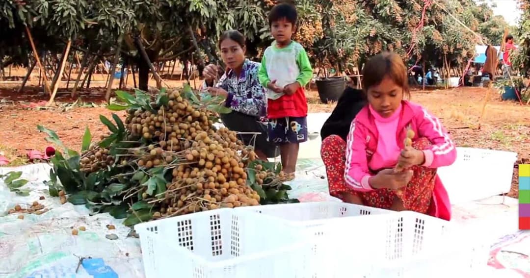 เกษตรกรเมืองจัน ร่วมเวทีประชาคมแก้ปัญหาราคาลำไยตกต่ำ