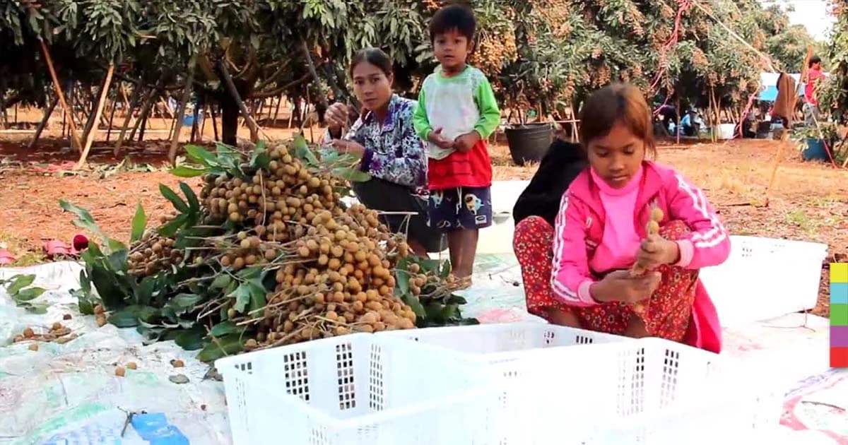 เกษตรกรเมืองจัน ร่วมเวทีประชาคมแก้ปัญหาราคาลำไยตกต่ำ