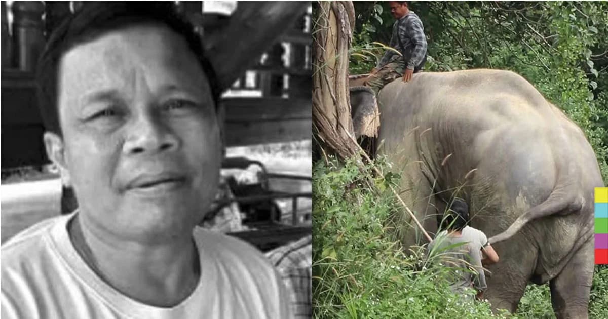 คืบหน้า แห่ไว้อาลัย ‘ควาญช้างระดับตำนาน’ ถูกช้างตกมันทำร้ายดับ ที่สวนสัตว์เชียงใหม่