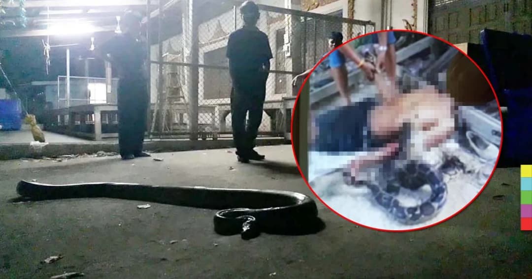 ช็อกคาตา ! งูหลามยักษ์เลื้อยรัดคอหนุ่มใหญ่เสียชีวิต ต่อหน้าพี่สาวที่พยายามช่วย