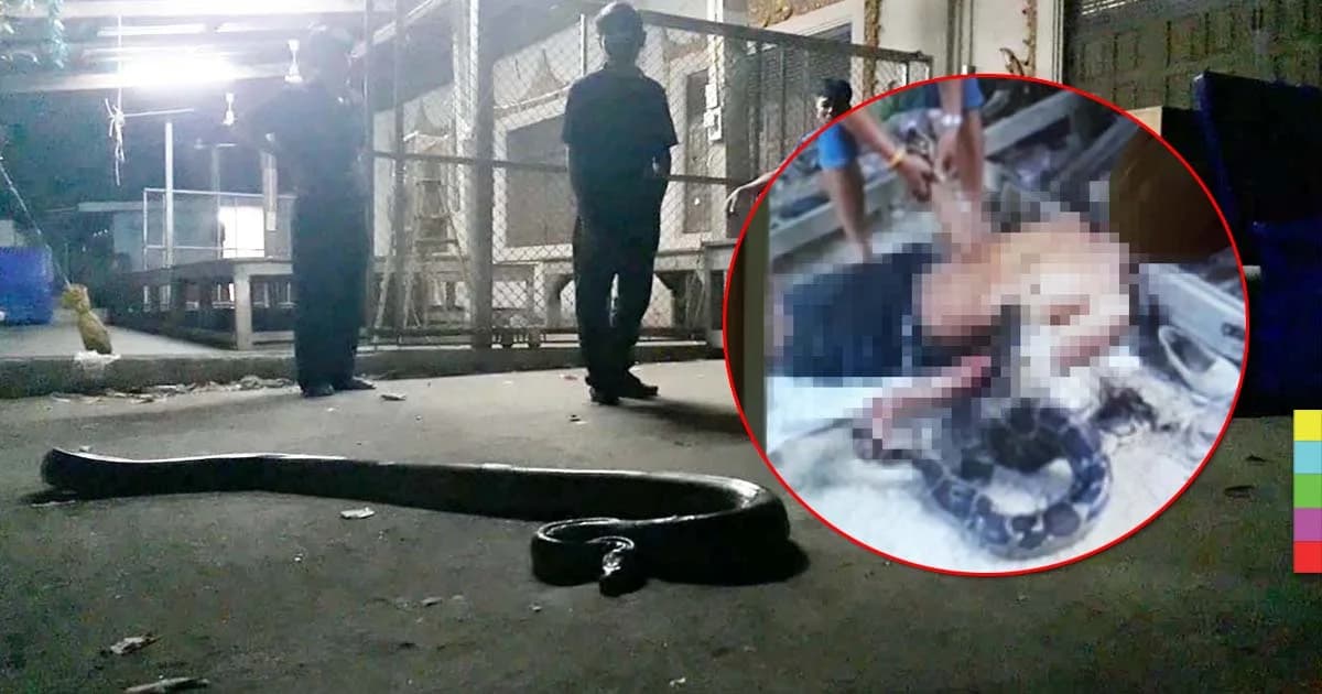 ช็อกคาตา ! งูหลามยักษ์เลื้อยรัดคอหนุ่มใหญ่เสียชีวิต ต่อหน้าพี่สาวที่พยายามช่วย