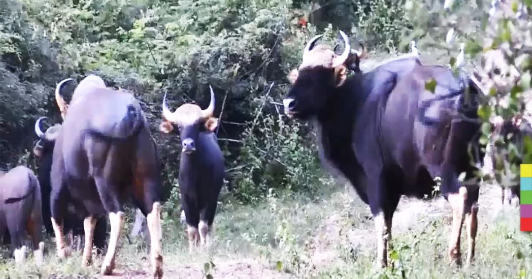 นักวิจัยลงพื้นที่สำรวจ แก้ปัญหากระทิงเขาแผงม้า ถูกฆ่า