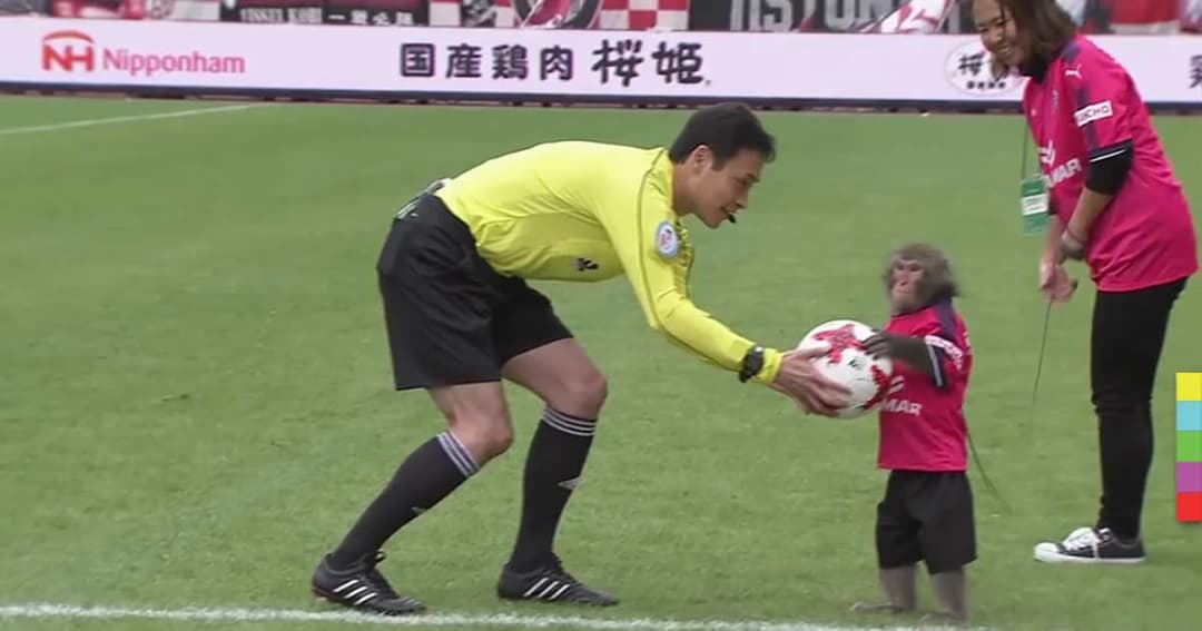 เจ้าบ้านสร้างสีสันใช้ “ลิง” นำลูกบอลมาให้ผู้ตัดสินก่อนเริ่มเกม