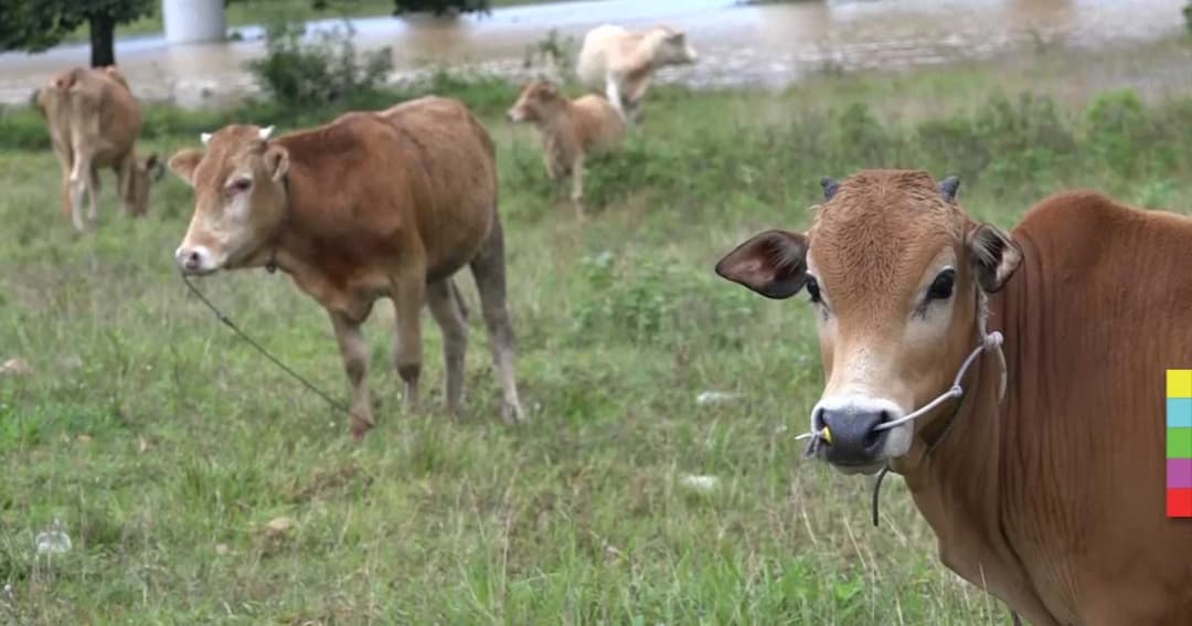 น้ำท่วมยะลา กระทบสัตว์เลี้ยงโค กระบือ แพะ ขาดแคลนอาหาร