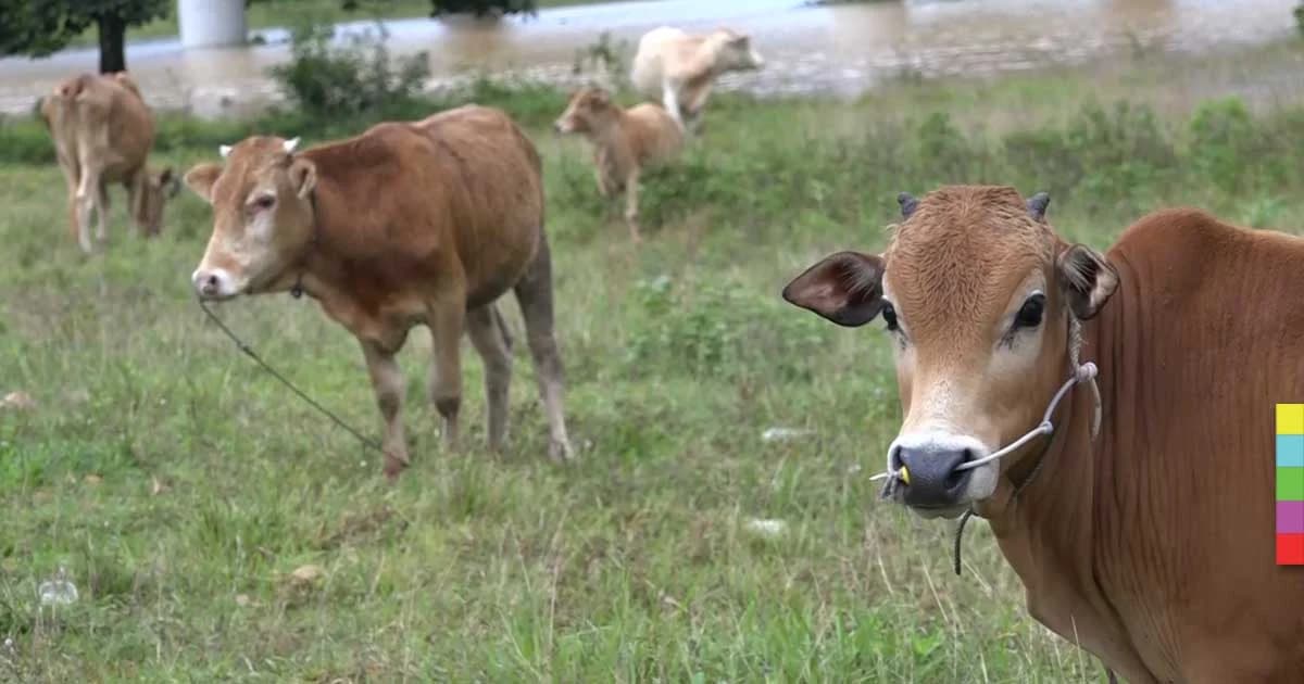 น้ำท่วมยะลา กระทบสัตว์เลี้ยงโค กระบือ แพะ ขาดแคลนอาหาร