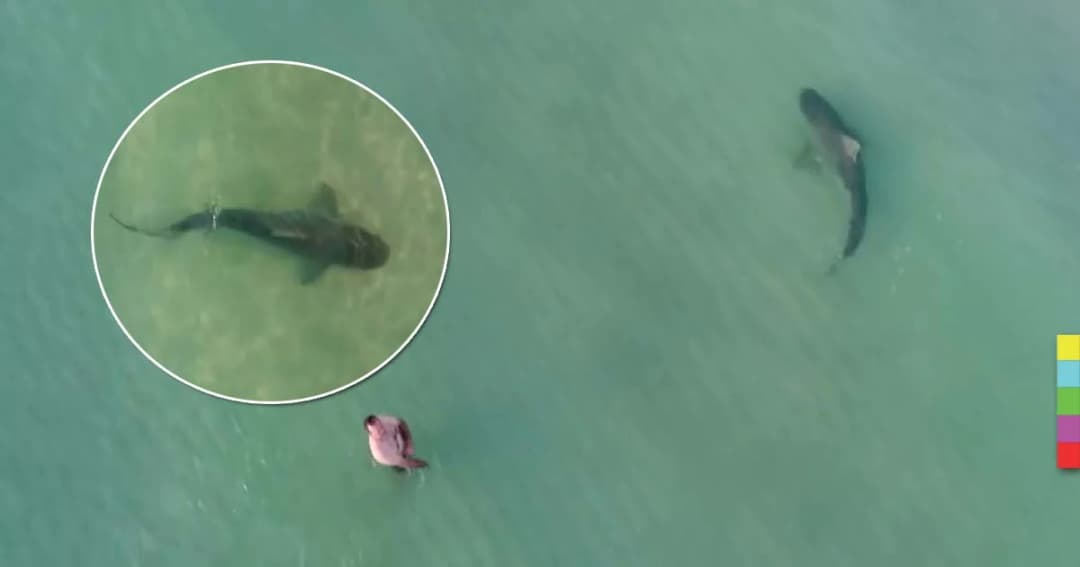 ภาพสุดช็อก ! ฉลามตัวใหญ่ว่ายเคียง นทท. แต่เจ้าตัวกลับมองไม่เห็น