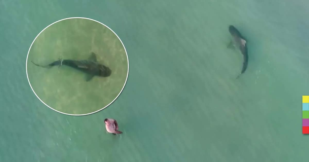 ภาพสุดช็อก ! ฉลามตัวใหญ่ว่ายเคียง นทท. แต่เจ้าตัวกลับมองไม่เห็น