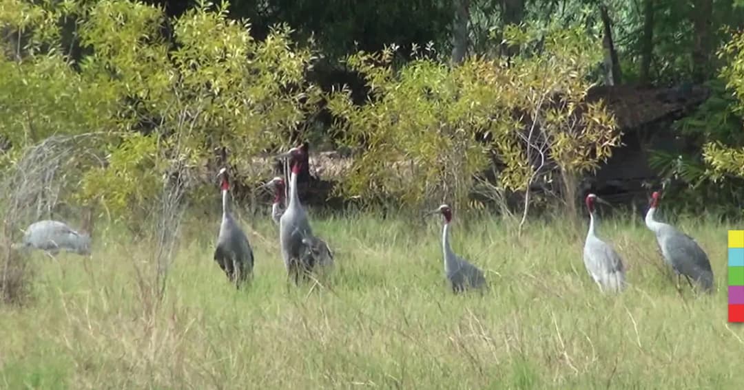 พบ ‘นกกระเรียนพันธ์ุไทย’ ในพื้นที่ชุ่มน้ำบุรีรัมย์ ขยายพันธุ์แล้ว