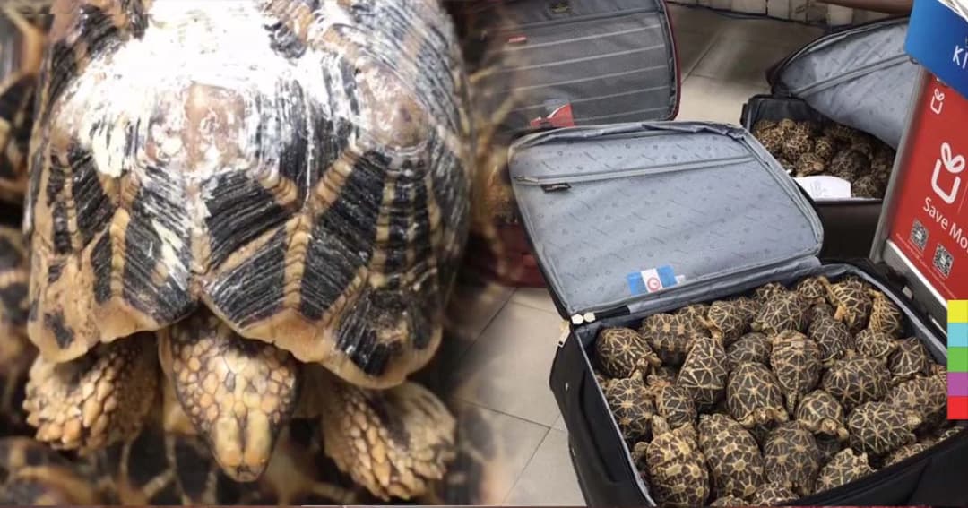 มาได้ไง ! พบเต่าดาวอินเดียกว่า 300 ตัว ซุกซ่อนใส่กระเป๋าเข้าประเทศ