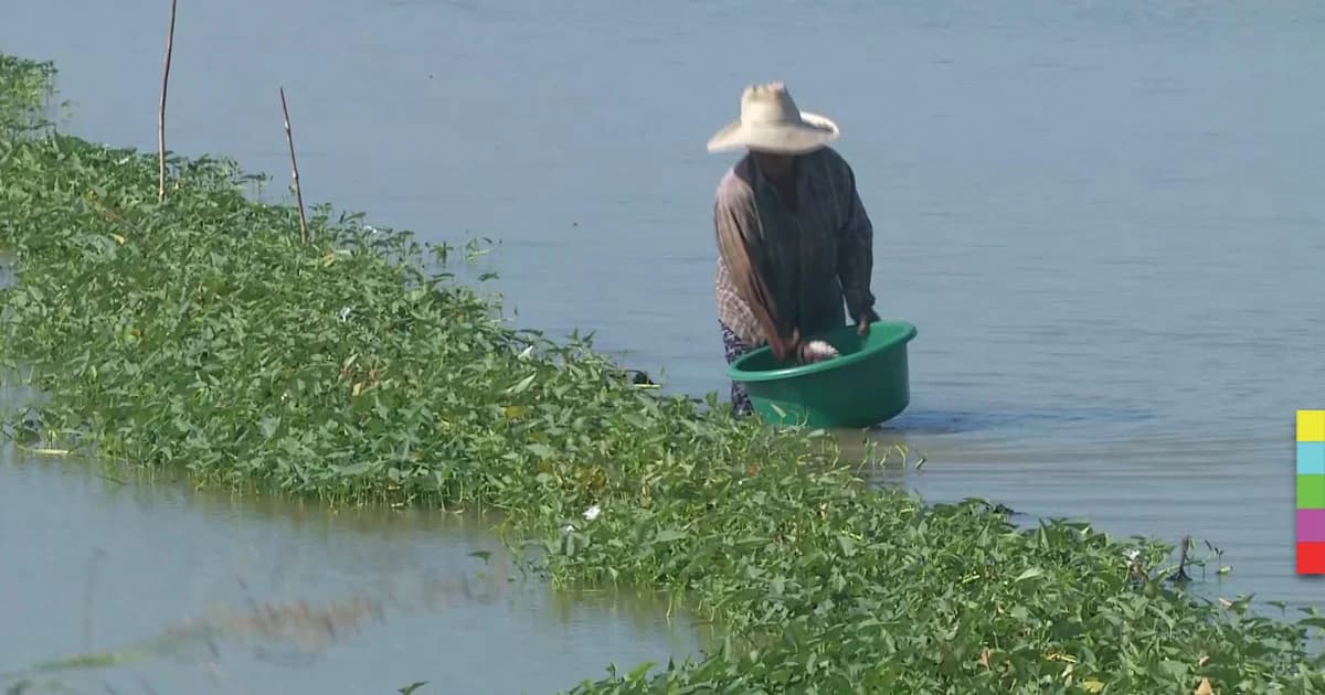 ชาวนาพิจิตรปลูกผักบุ้งแทนการทำนา สร้างรายได้ปีละแสนกว่าบาท