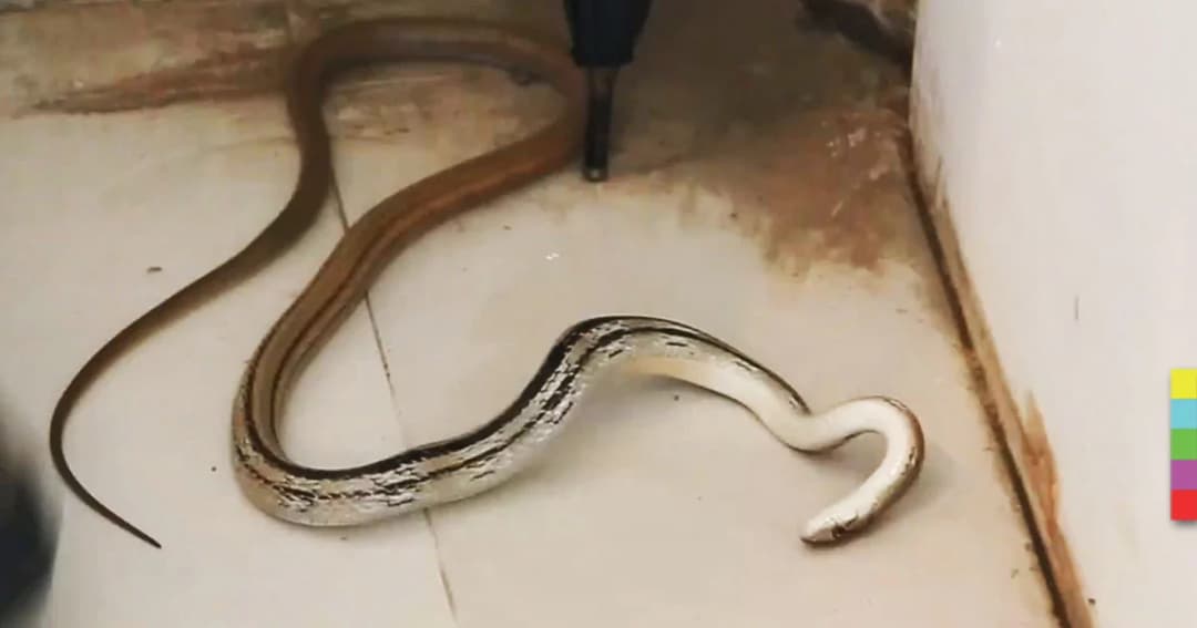 งูเจ้าเล่ห์ แกล้งตาย ! หลังเข้าร้านราเมง แล้วถูกกู้ภัยจับได้