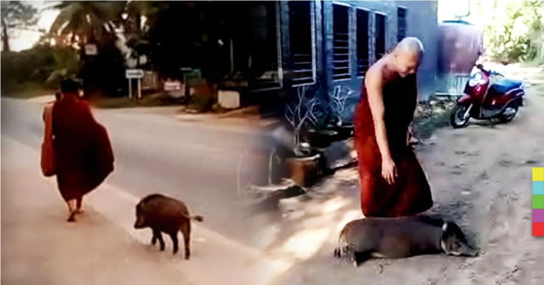 หมูป่าแสนรู้ เดินตามพระบิณฑบาต ! เผย หนีตายจากการถูกเชือด ก่อนชาวบ้านมอบให้วัด