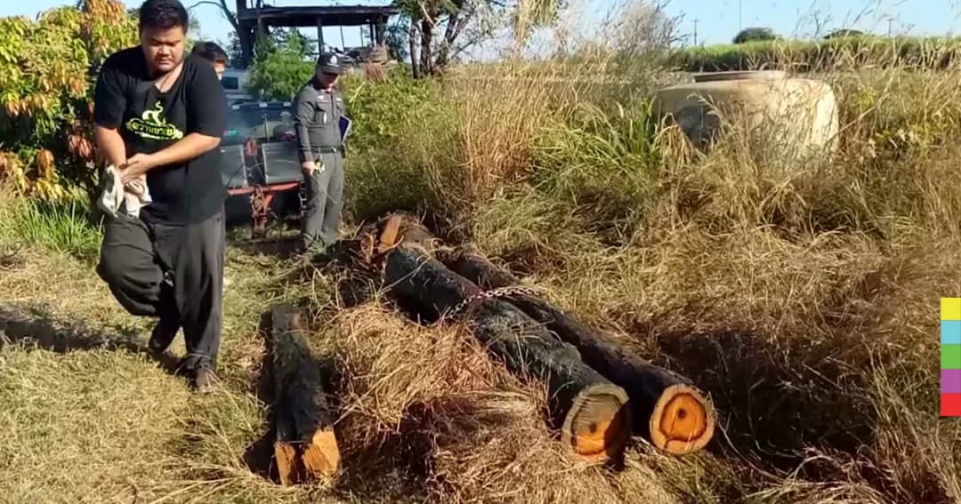 พบแล้ว ! ไม้พะยูงแฝดซ่อนอยู่ในหนองน้ำ คาดถูกตัดจาก รร.