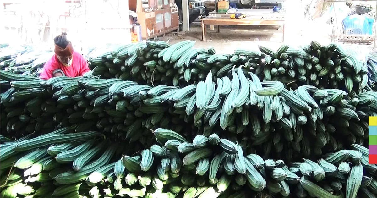 เกษตรกรรำมะสัก จ.อ่างทอง ปลูกบวบขาย สร้างรายได้งาม