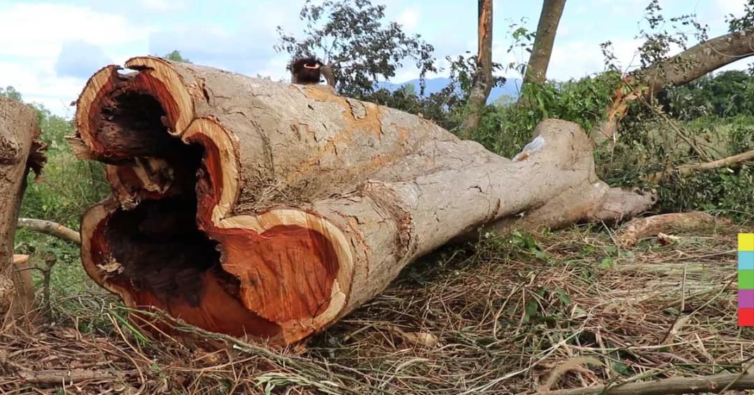 แก๊งมอดไม้ลอบตัดไม้พะยูงอายุกว่า 100 ปี กลางเมืองจันท์