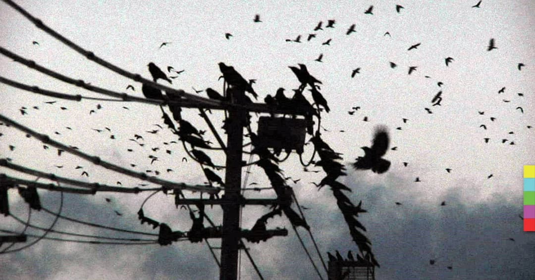 นักวิจัยญี่ปุ่นเล็งแก้ปัญหาอีกาล้นเมืองด้วยการ “คุย” ก้บพวกมัน