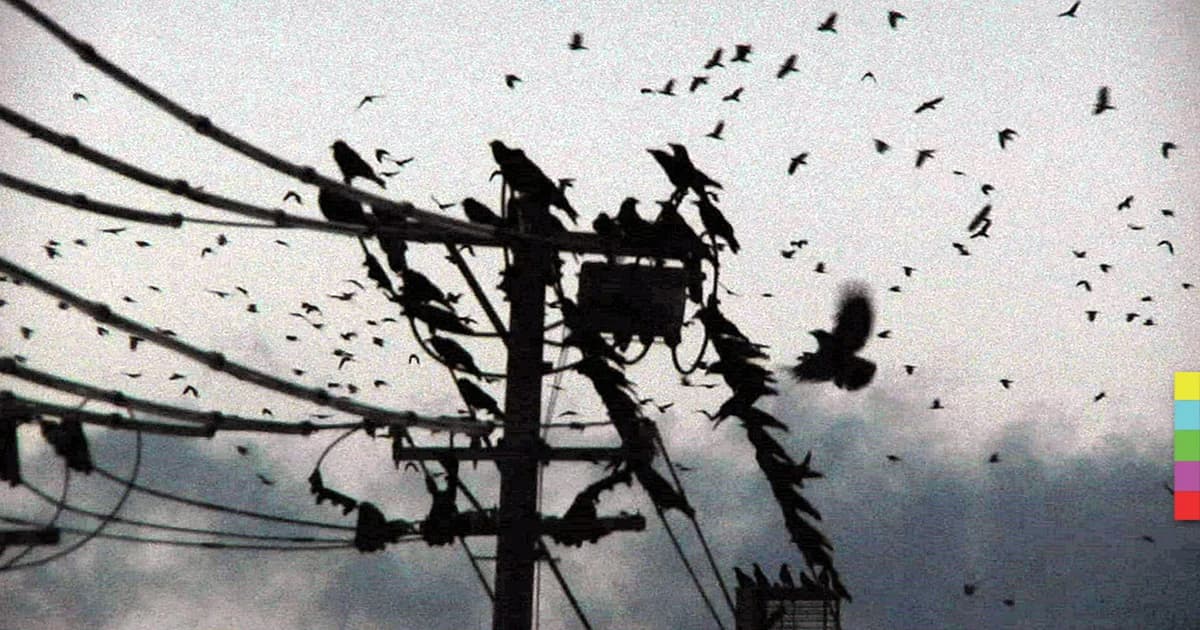 นักวิจัยญี่ปุ่นเล็งแก้ปัญหาอีกาล้นเมืองด้วยการ “คุย” ก้บพวกมัน