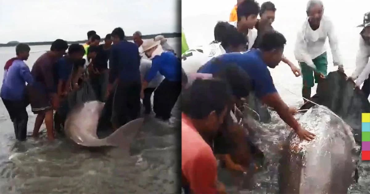 เผยคลิปสุดประทับใจ ชาวบ้านเกาะลิบง อ.กันตัง ช่วยเหลือพะยูนเกยตื้น