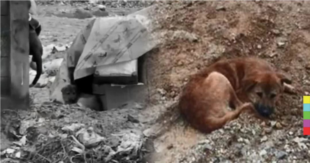 สุนัขรอเจ้าของรับกลับบ้าน นอนตากฝนข้างกองขยะ หลังถูกนำมาทิ้งกว่า 2 เดือน