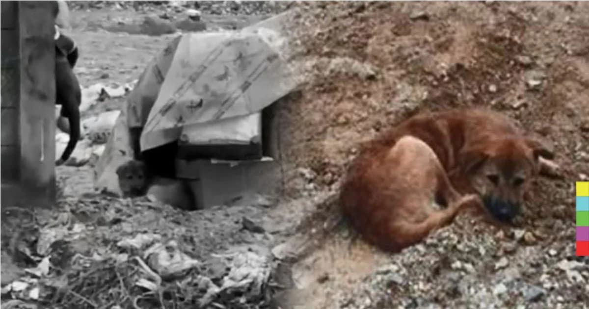 สุนัขรอเจ้าของรับกลับบ้าน นอนตากฝนข้างกองขยะ หลังถูกนำมาทิ้งกว่า 2 เดือน