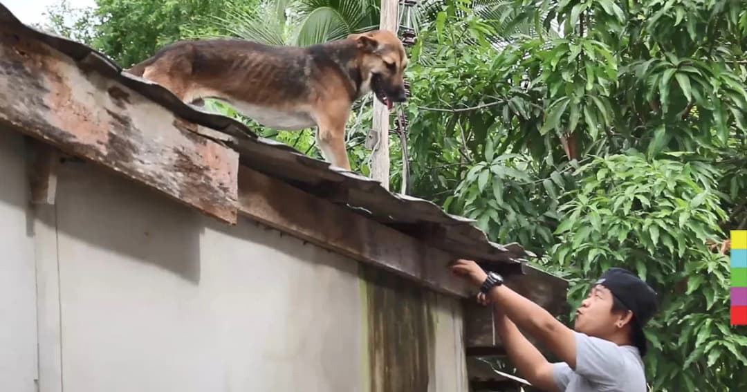 น้ำท่วมสูง สุนัขติดอยู่บนหลังคา อดอาหารนานเกือบสัปดาห์ จนผอมโซ