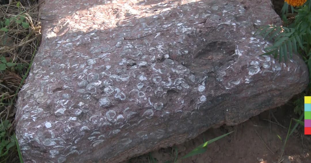 พบ ‘ฟอสซิลหอย’ กลางไร่มันโคราช เร่งส่งตรวจสอบ