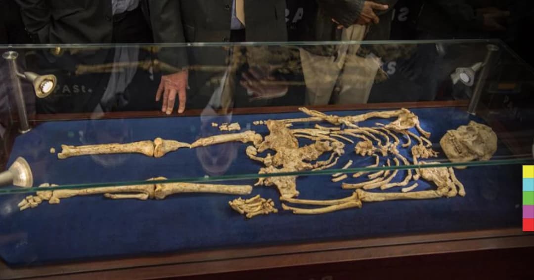 เปิดแสดงโครงกระดูกมนุษย์ยุคใหม่ที่สมบูรณ์ที่สุด อายุ 3.67 ล้านปี