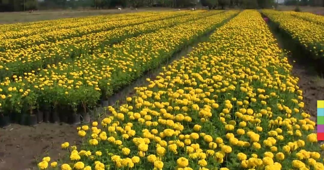 มิจฉาชีพหลอกโทรสั่งต้นดาวเรืองนับแสนต้น อ้างจัดงาน “5 ธันวา”