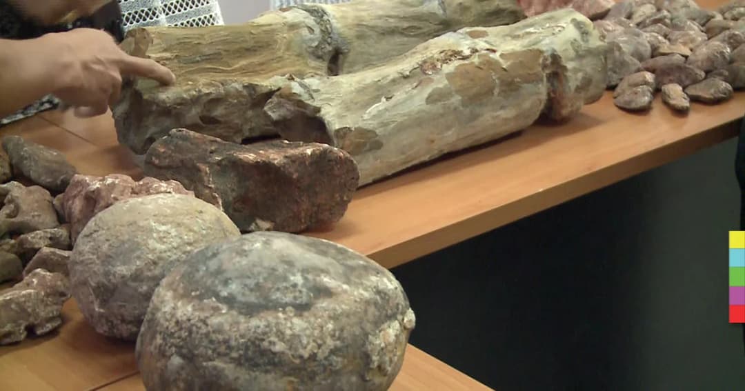 สถาบันวิจัยโคราชยัน “ฟอสซิลไดโนเสาร์” เป็นของจริง