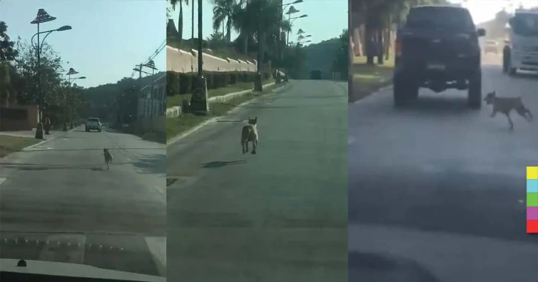 สงสารน้องหมา ! วิ่งตามรถเจ้าของ หลังถูกปล่อยทิ้งกลางทาง