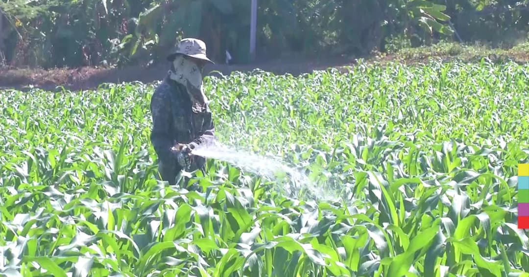 รายได้ดี ! ชาวพิจิตรหันมาปลูกข้าวโพด หลังกล้วยราคาตก