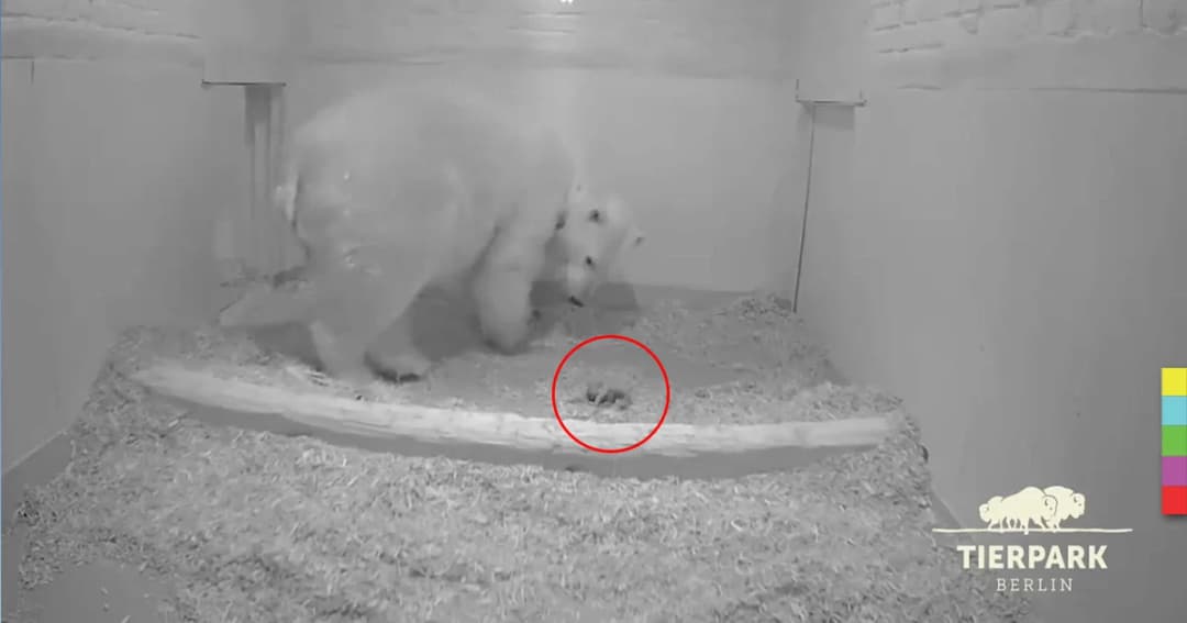 ‘หมีขั้วโลก’ ออกลูกที่สวนสัตว์ในกรุงเบอร์ลิน