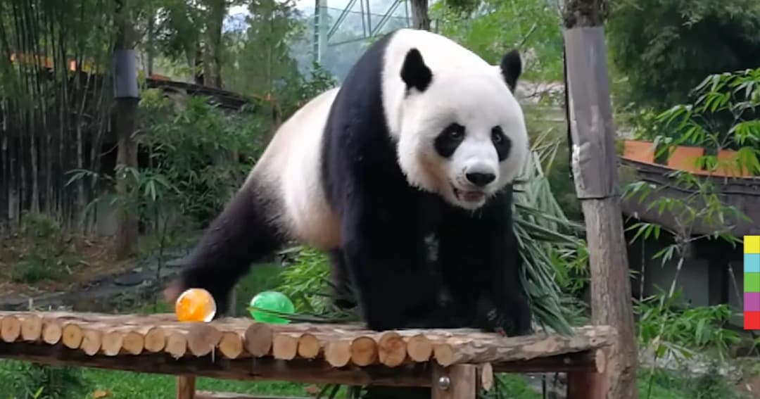 ‘ช่วงช่วง-หลินฮุ่ย’ ท้าลมหนาวที่สวนหลังบ้าน นทท.แห่ชมคึกคัก !